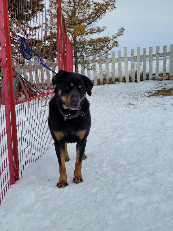Adopt  Dona  a  Rottweiler cross *Obedience trained in Registered Shelter / Rescue in Edmonton - Image 2
