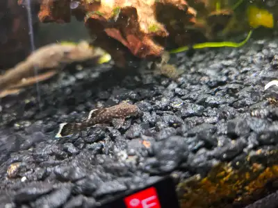Bristlenose Plecos (8 months), View more