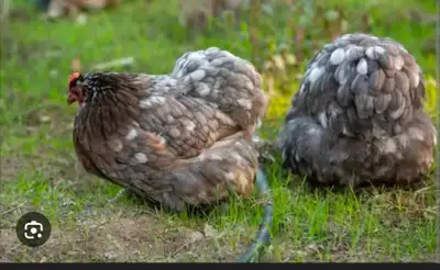Cochin chicken breeders in the Kingston area? , View more