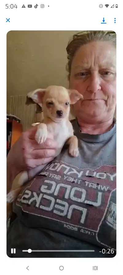 CHIHUAHUA PUPPIES!!!, View more