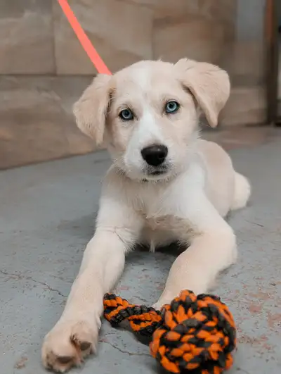 femelle golden x, View more