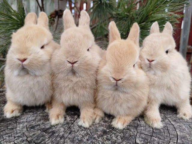 EXTRAORDINARY NETHERLAND DWARF BABY BUNNY RABBITS in Small Animals for Rehoming in Oshawa / Durham Region - Image 2