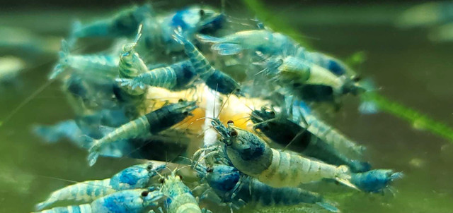 Blue Bolts Shrimps  dans Animaux de ferme  à Laval/Rive Nord - Image 2