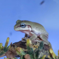 Whites tree frogs and red eye tree frogs check our list 