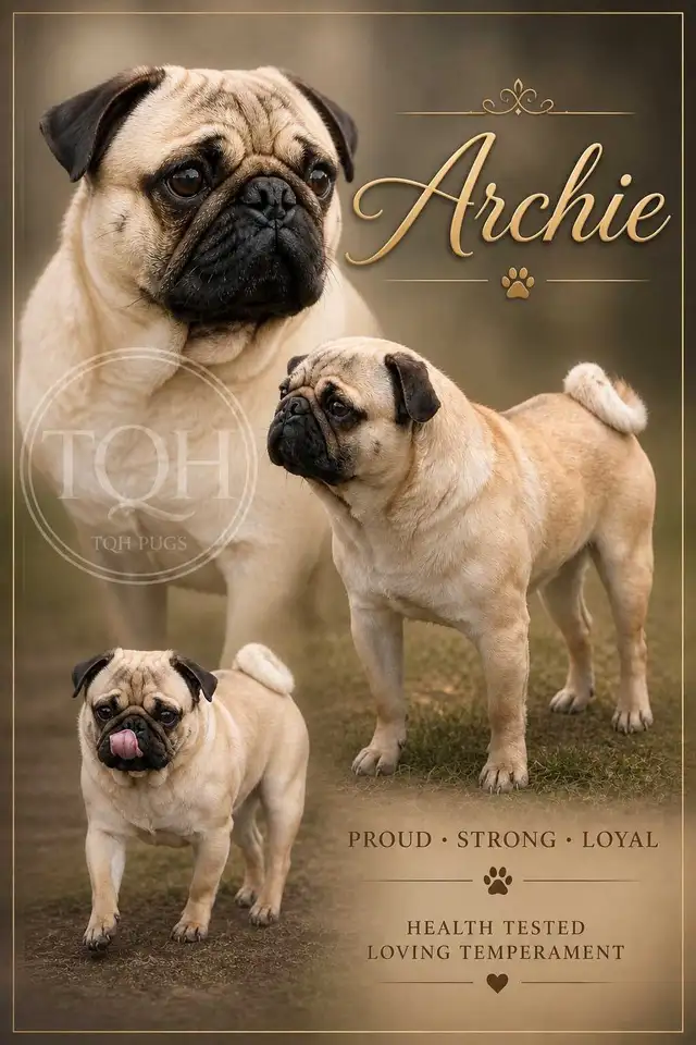Quality Home Raised Pug Puppies in Dogs & Puppies for Rehoming in City of Toronto - Image 7