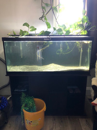 75 gallon aquarium setup 