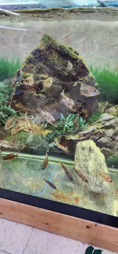 cichlids , View more