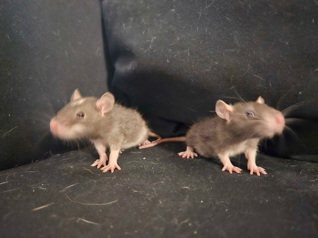 Bébés rats disponibles/Baby Rats Available  dans Petits animaux à adopter  à Laval/Rive Nord - Image 3