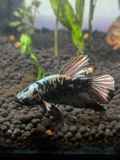 Magnifique Betta Black Samurai Plakat (Mâle) — Élevage Local, View more