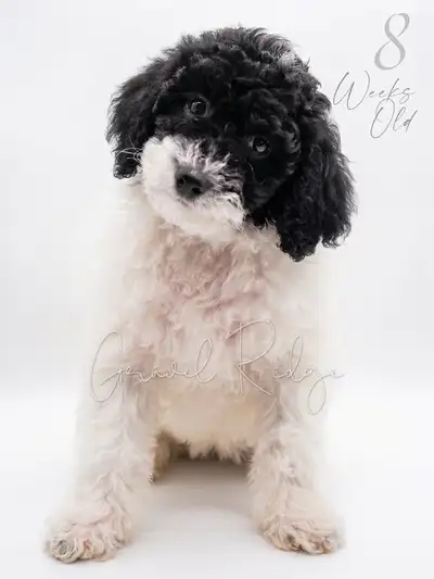 CKC Registered Moyen Parti Poodle Puppy Female, View more