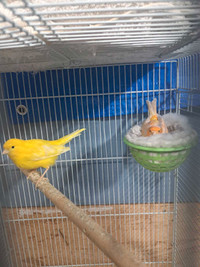 Canary pair