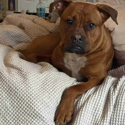 Dog for rehoming, View more