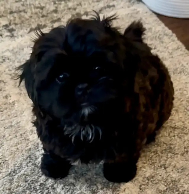 **Adorable Puppies Looking for Their Forever Homes!** in Dogs & Puppies for Rehoming in Ottawa - Image 8