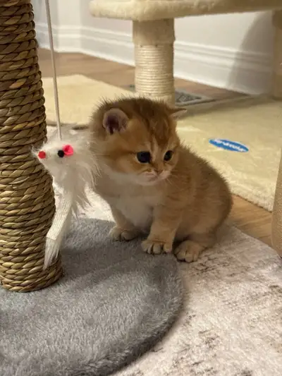 British Shorthair Kittens , View more