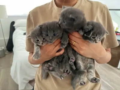 Russian Blue × Ragdoll Mix Kittens, View more
