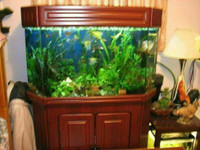 super beau grand aquarium, ou vivarium (ou terrarium)