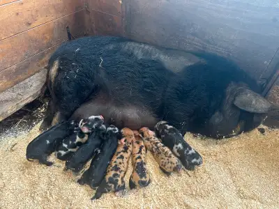 Pure bred KuneKune piglets, View more