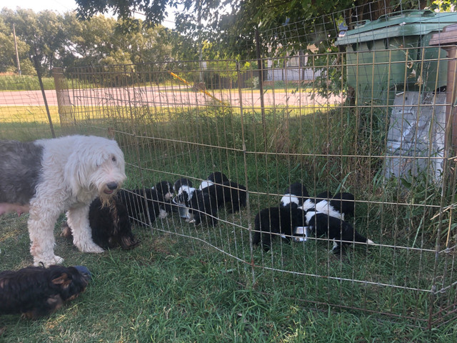 berger anglais croisé caniche royal (sheepadoodle) dans Chiens et chiots à adopter  à Laval/Rive Nord - Image 3