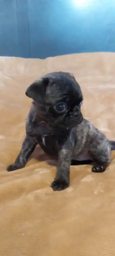 Pug  girls puppies for sale., View more