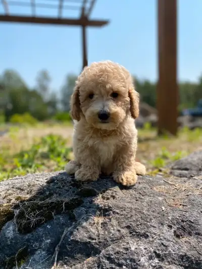 Health checked Bichonpoo pups, View more