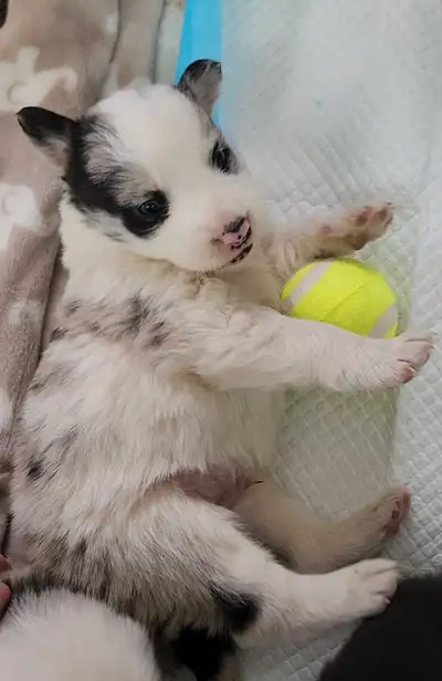 Adorable petit mâle bleu merle tricolore cherche sa famille pour la vie! * Vu par un vétérinaire, ve...