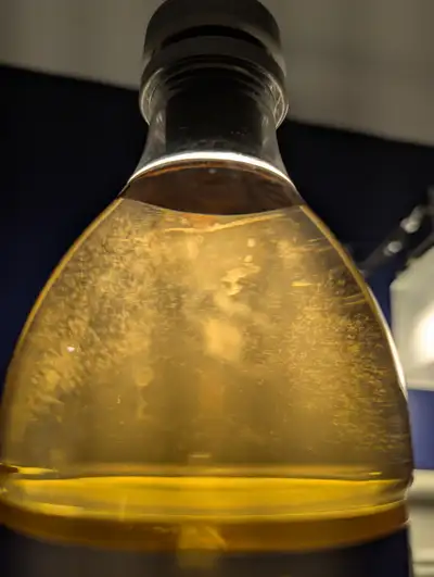 Vinegar Eel Culture, View more