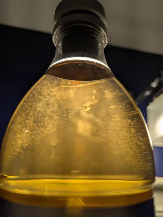 Vinegar Eel Culture in Fish for Rehoming in Brantford - Image 2