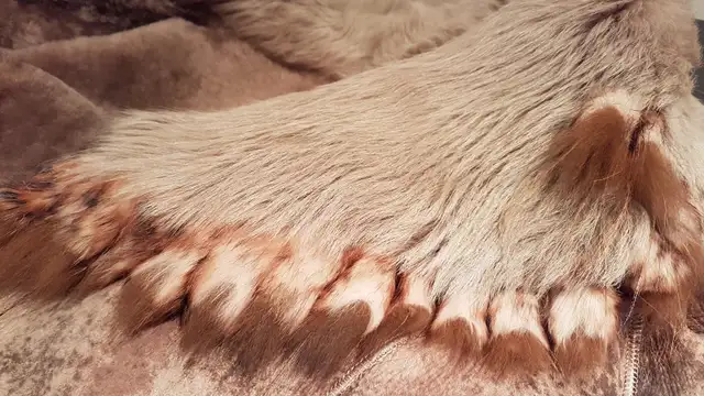 women's 3/4 shearling winter jacket in new condition in Women's - Tops & Outerwear in City of Toronto - Image 5