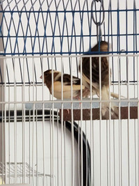 Canary with travel cage