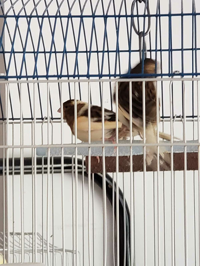  Canary with travel cage in Birds for Rehoming in 100 Mile House