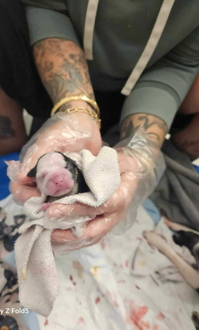 Dernière femelle Boston terrier! Micropucé - 2x vacciner 