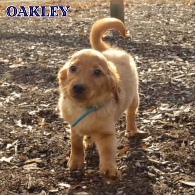 Ready to go to new homes! ONE PUPPY LEFT! These little ones are expected to grow 15–25 lbs full grow...