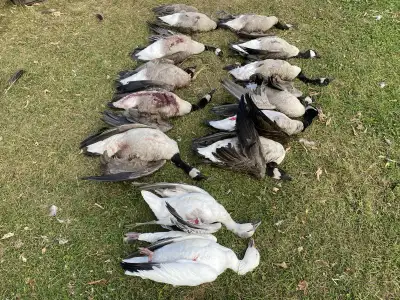 200$ for up to 4 people, private farm land for geese. Morning or afternoon hunt. Blinds and decoys a...