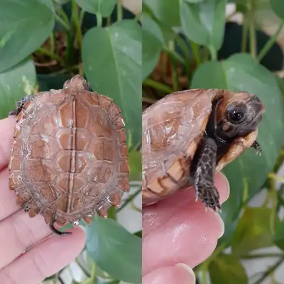 Southern Vietnamese Keeled box turtle, View more
