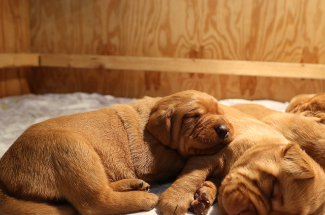 CKC Fox Red Lab Guardian Program in Dogs & Puppies for Rehoming in Norfolk County - Image 6