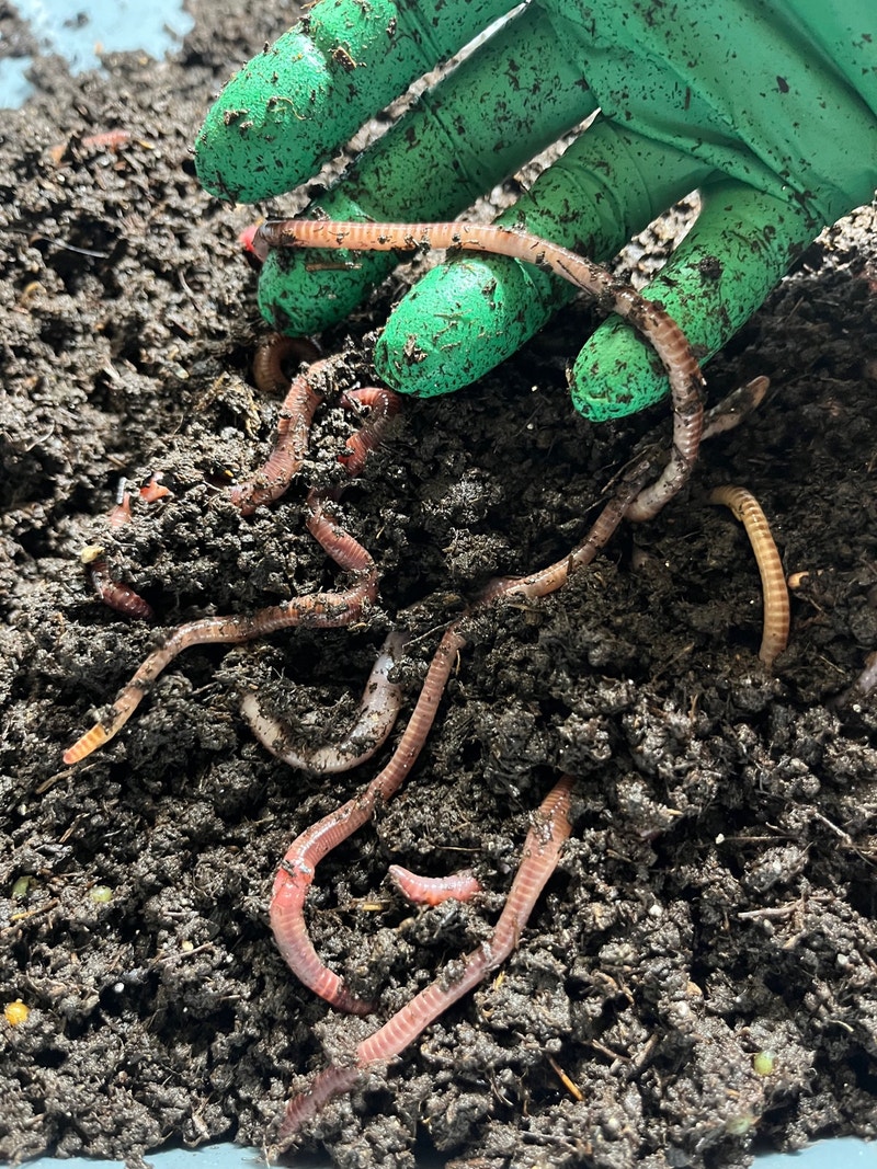 Red Wiggler Composting Worm Colonies Available Other Edmonton Kijiji