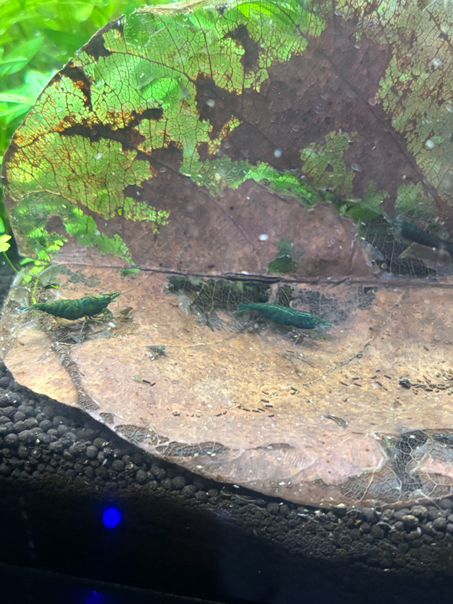 green jade neocaridinas  in Fish for Rehoming in Red Deer - Image 3
