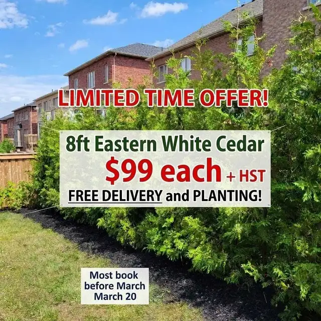 8ft Eastern White Cedar417316225208166400