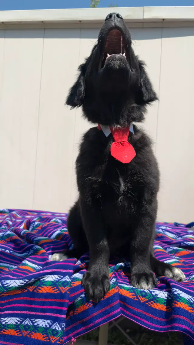 Adorable Black Golden Retriever /mix Shepness Dog in Dogs & Puppies for Rehoming in St. Albert - Image 4