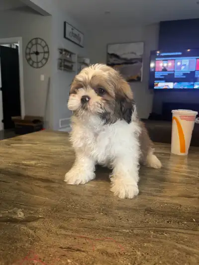 10 week old purebred shih tzu, View more