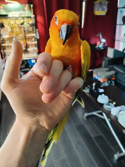 Male Sun Conure, View more