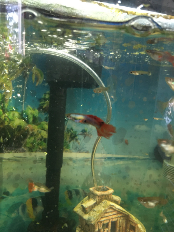 Platinum red tails guppies in Fish for Rehoming in Ottawa
