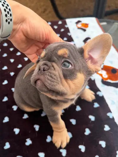 GLAMOROUSFRENCHIES.COM IG : glamorous frenchies canada Puppies are currently 6 weeks old. Aqua x Rob...