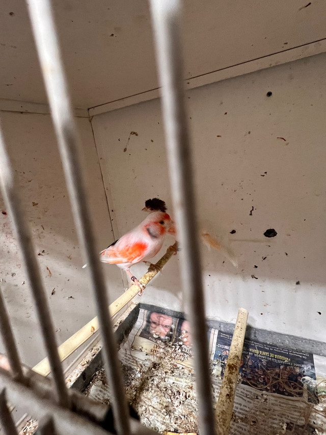 Breeding pairs Portuguese halerquim canaries for sale in Birds for Rehoming in City of Toronto