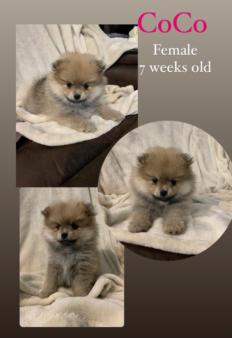 Pomeranian puppies Dogs & Puppies for Rehoming Fort McMurray Kijiji