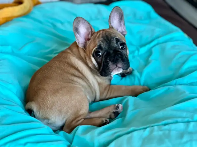 ♥️Ready now! French Bulldog puppies ♥️ in Dogs & Puppies for Rehoming in Calgary - Image 5