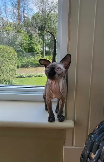Magnifique chaton noir aux yeux bleu/vert. Super colleux et très joueur! Recherche une bonne famille...