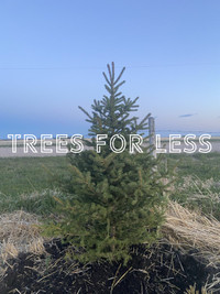 TREES FOR LESS $40 per Tree_Service In Brazeau County 