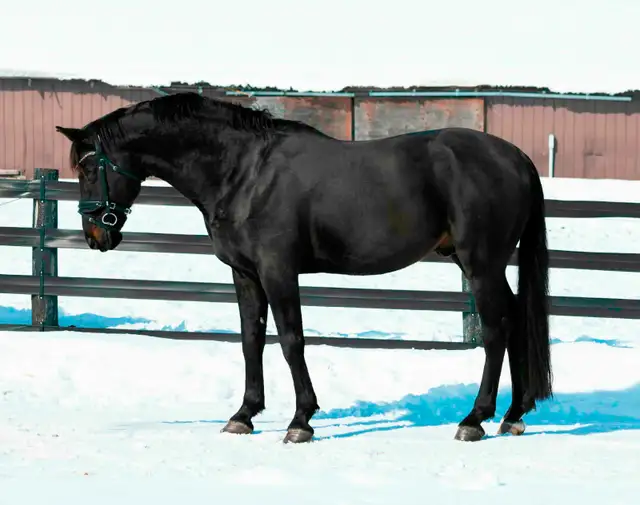 Horse Camp (July/August)514440161102417922