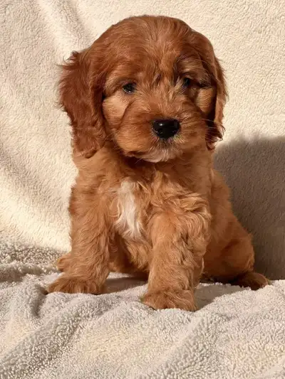 Mini cockapoo puppies ready to go anytime, dewormed, vaccinated and health checked! Super beautiful...
